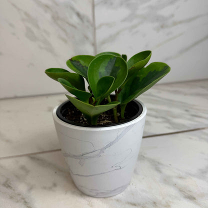 Peperomia obtusifolia Lemon Lime, 4" Plant