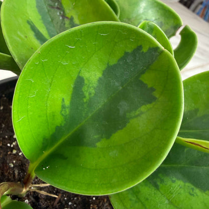 Peperomia obtusifolia Lemon Lime, 4" Plant
