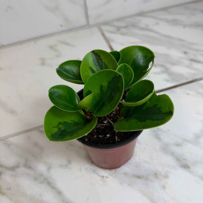 Peperomia obtusifolia Lemon Lime, 4" Plant