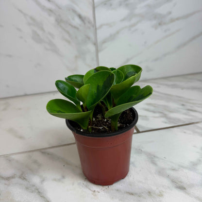 Peperomia obtusifolia Lemon Lime, 4" Plant