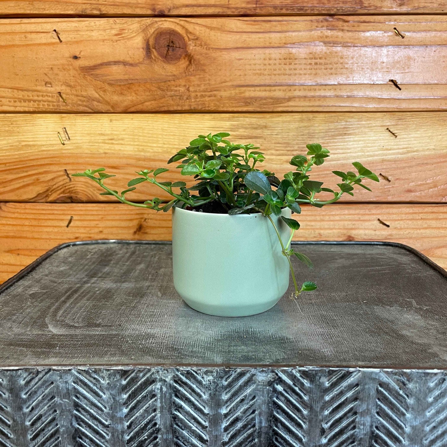 Pilea Espresso, 2" Plant