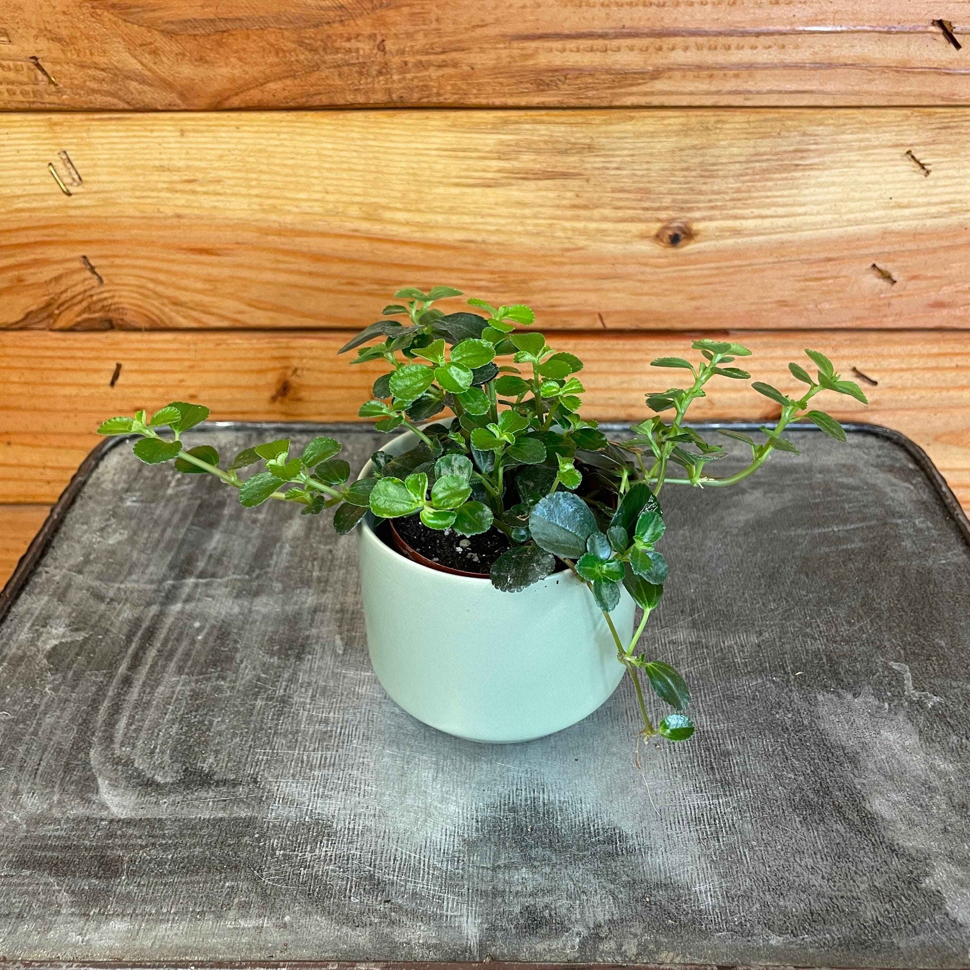 Pilea Espresso, 2" Plant