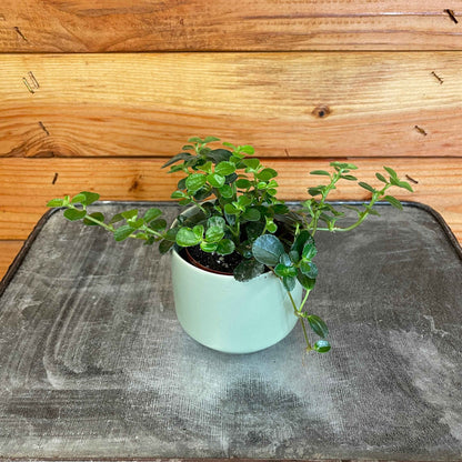 Pilea Espresso, 2" Plant