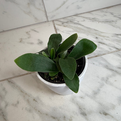 Helecho Cuerno de Ciervo Holandés Platycerium, Planta de 4"