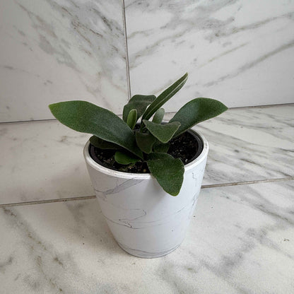 Platycerium Netherlands Staghorn Fern, 4" Plant