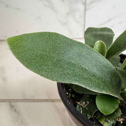 Platycerium Netherlands Staghorn Fern, 4" Plant