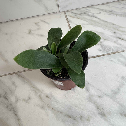 Platycerium Netherlands Staghorn Fern, 4" Plant