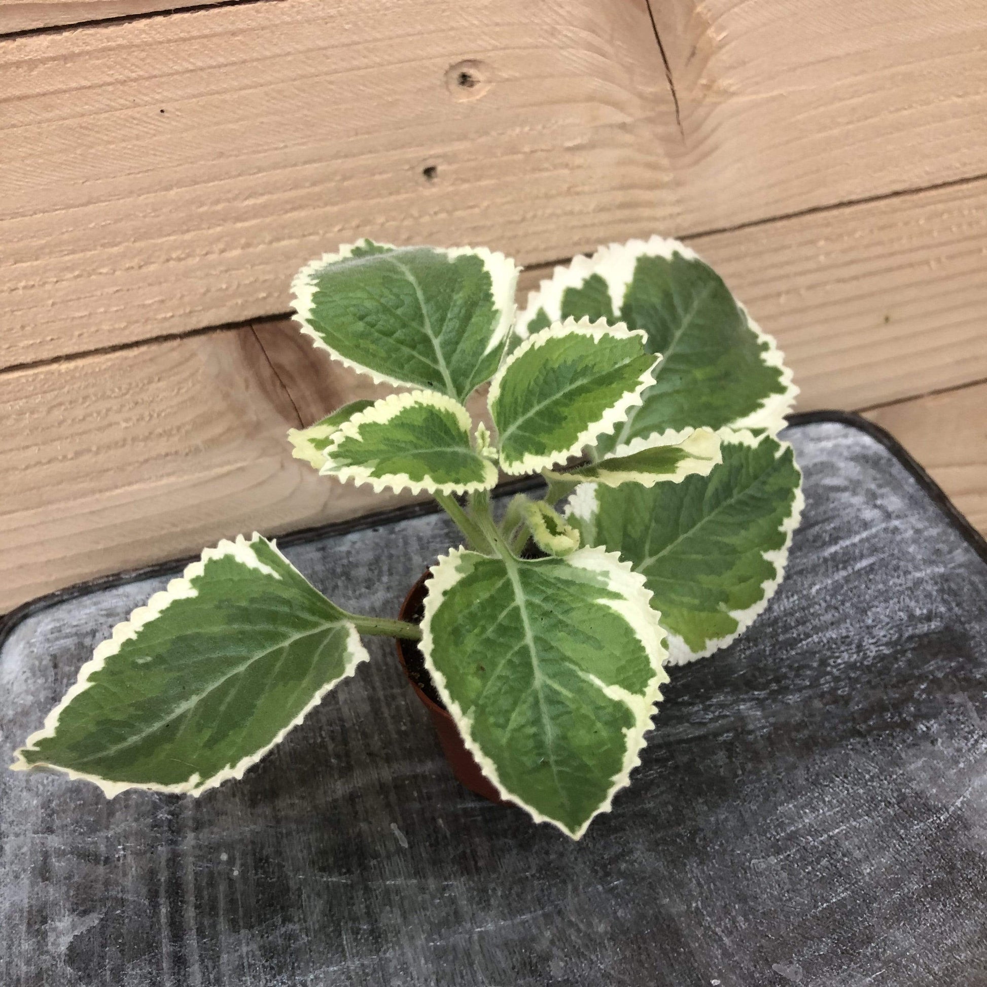 Plectranthus Variegated, 2" Plant - Scholarly Exotics LLC