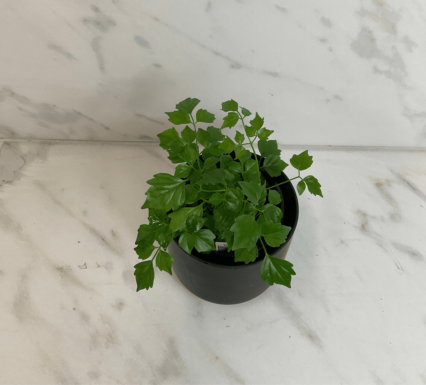 Radermachera Sinica China Doll, 4" Plant