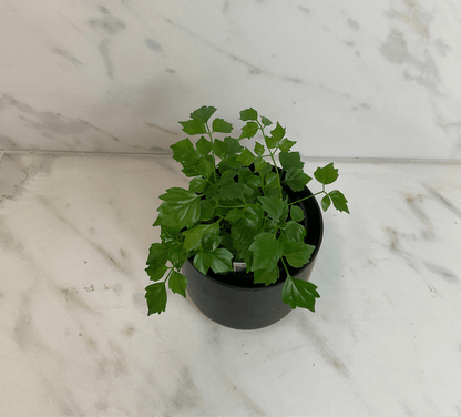 Radermachera Sinica China Doll, 4" Plant