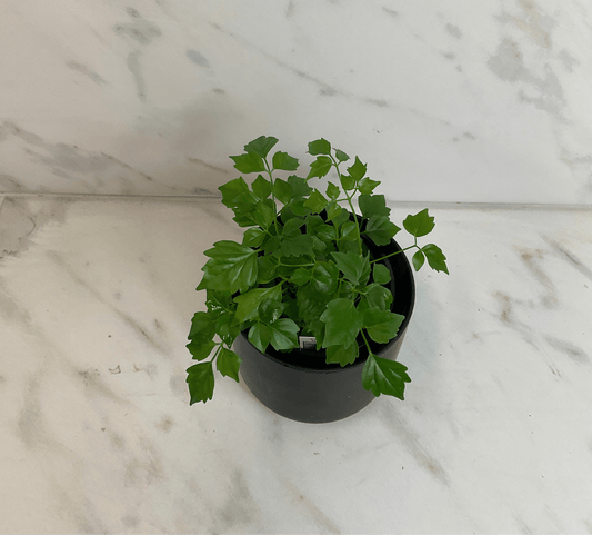 Radermachera Sinica China Doll, 4" Plant