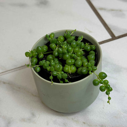Rowleyanus String of Pearls, 2" Plant