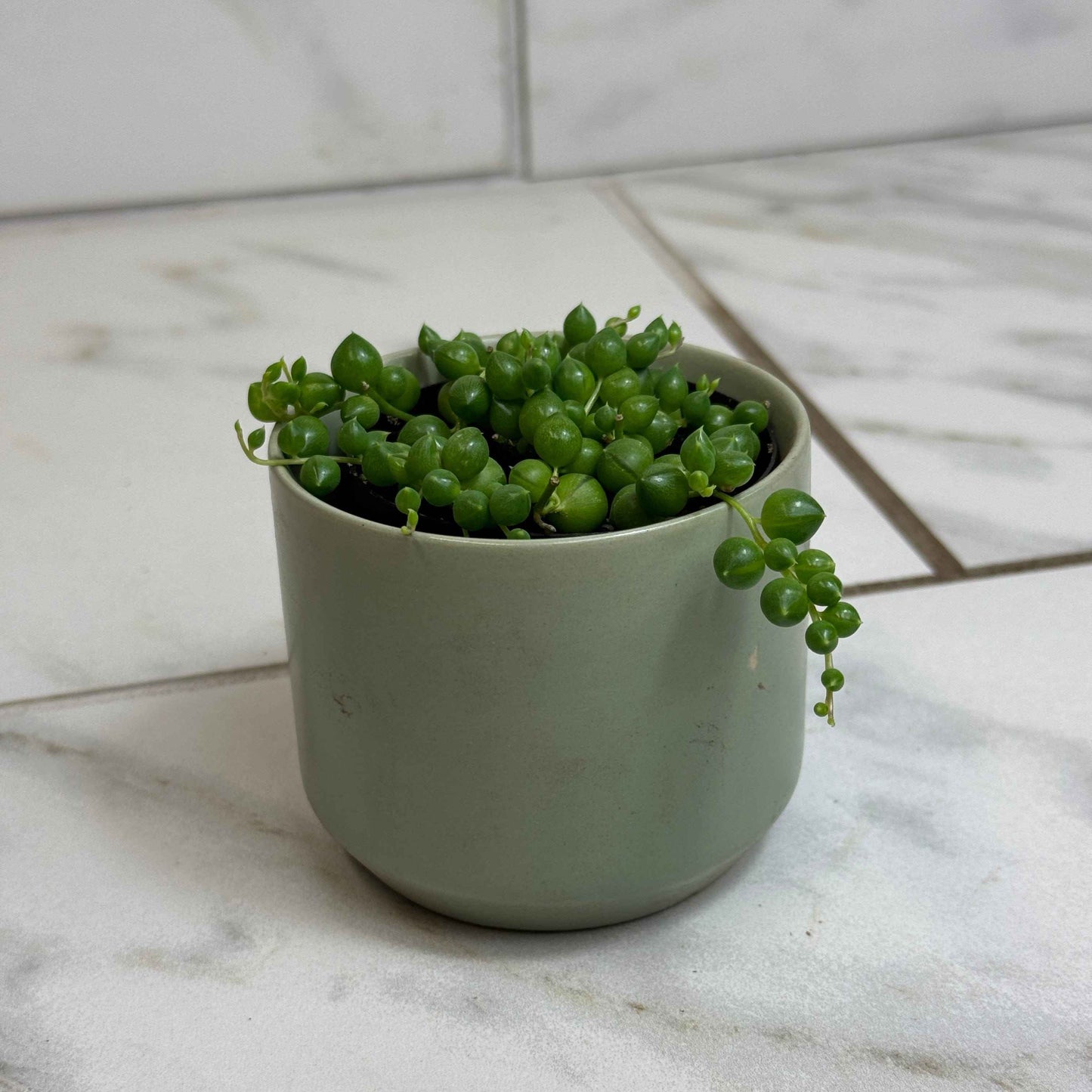 Rowleyanus String of Pearls, 2" Plant