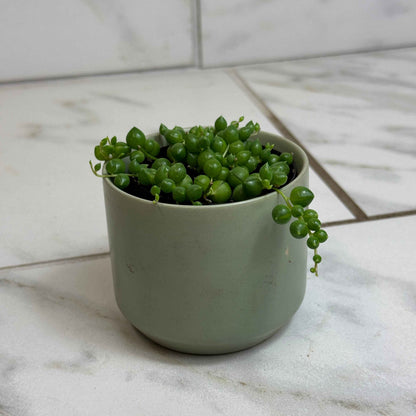 Rowleyanus String of Pearls, 2" Plant