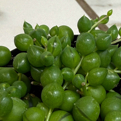 Rowleyanus String of Pearls, 2" Plant