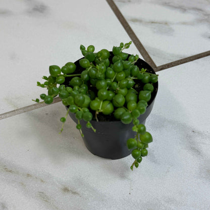 Rowleyanus String of Pearls, 2" Plant