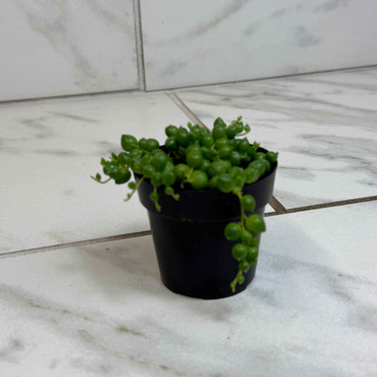 Rowleyanus String of Pearls, 2" Plant