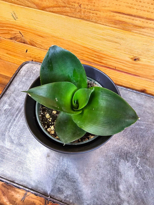 Sansevieria Black Jade Hahnii, 4" Plant