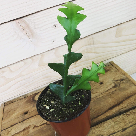 Selenicereus Anthonyanus Fishbone Cactus, 4" Plant - Scholarly Exotics LLC