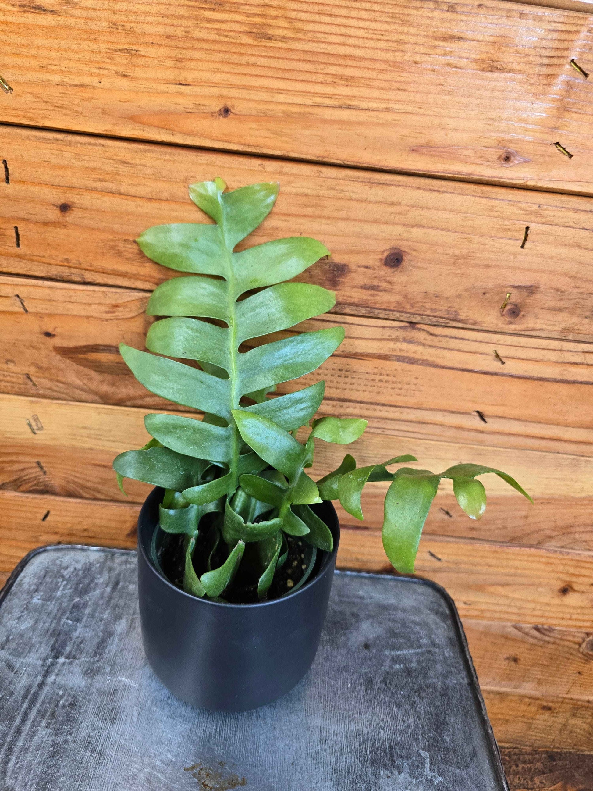 Selenicereus chrysocardium Fernleaf Cactus, 4" Plant