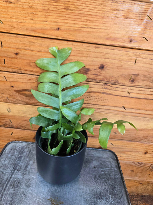 Selenicereus chrysocardium Fernleaf Cactus, 4" Plant