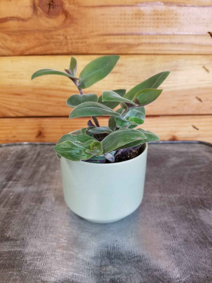 Tradescantia Baby Bunny Bellies 2" Plant
