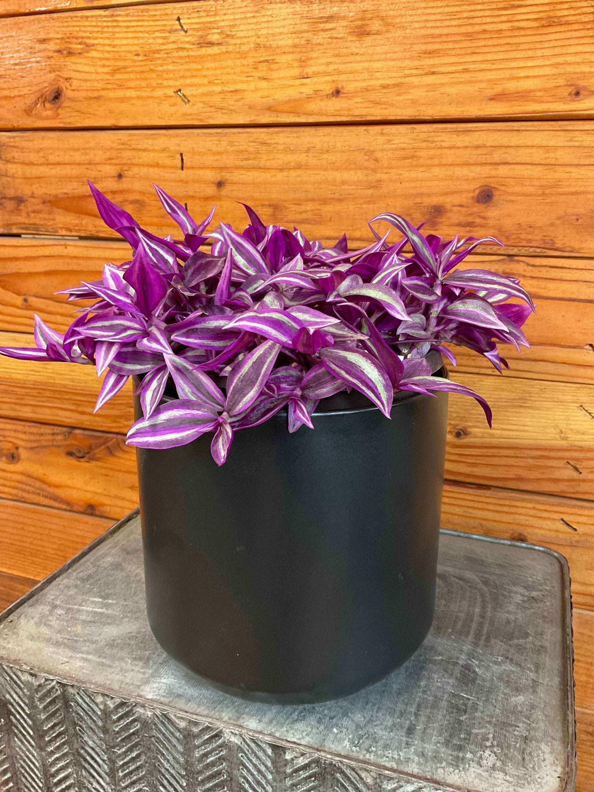 Tradescantia Pink Paradise, 6" Plant
