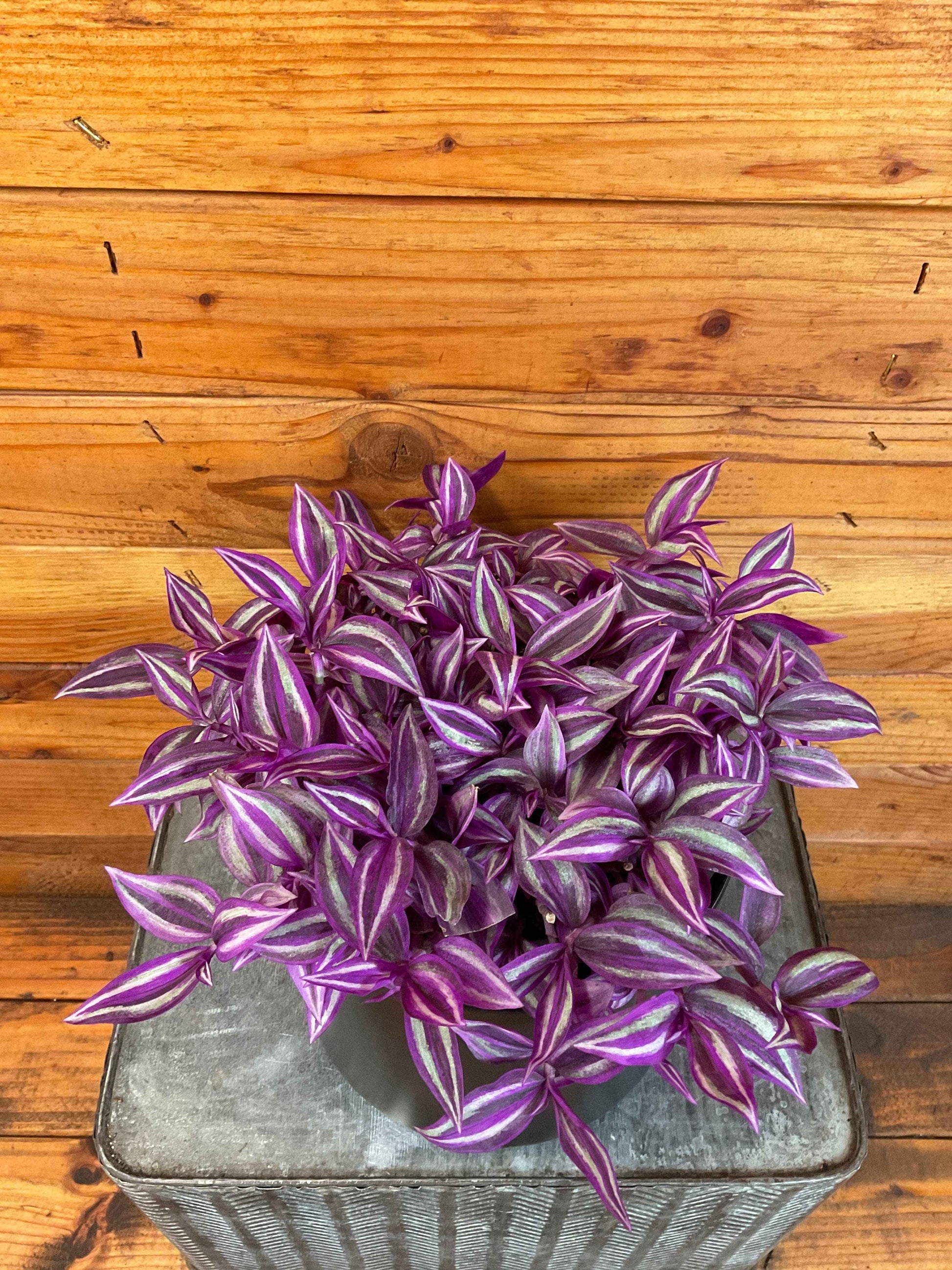 Tradescantia Pink Paradise, 6" Plant
