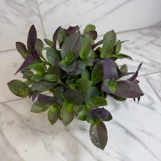 Tradescantia Sillamontana Purple Teddy Bear Vine, 6" Plant