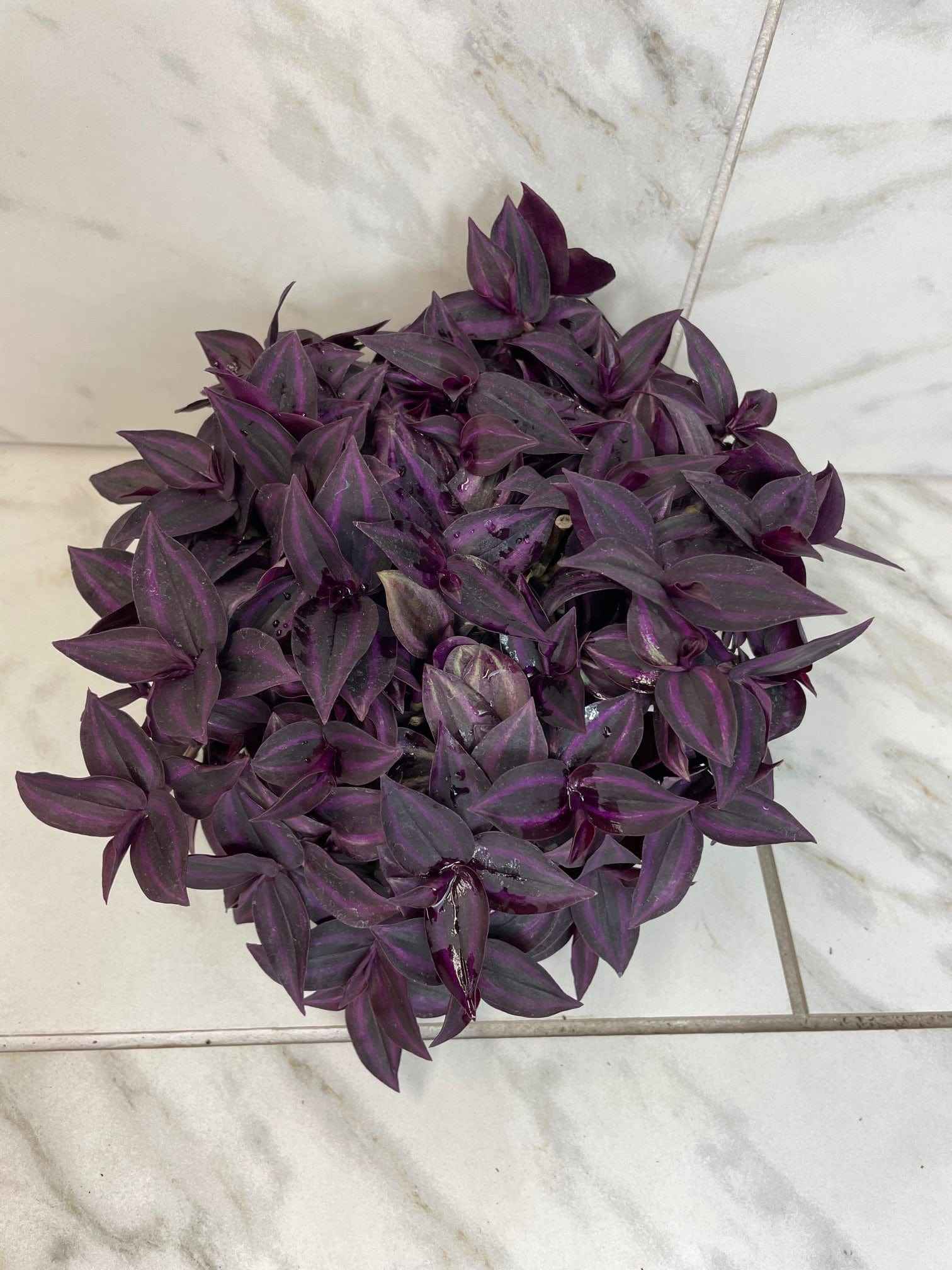 Tradescantia Zebrina Red Mini, 6" Plant
