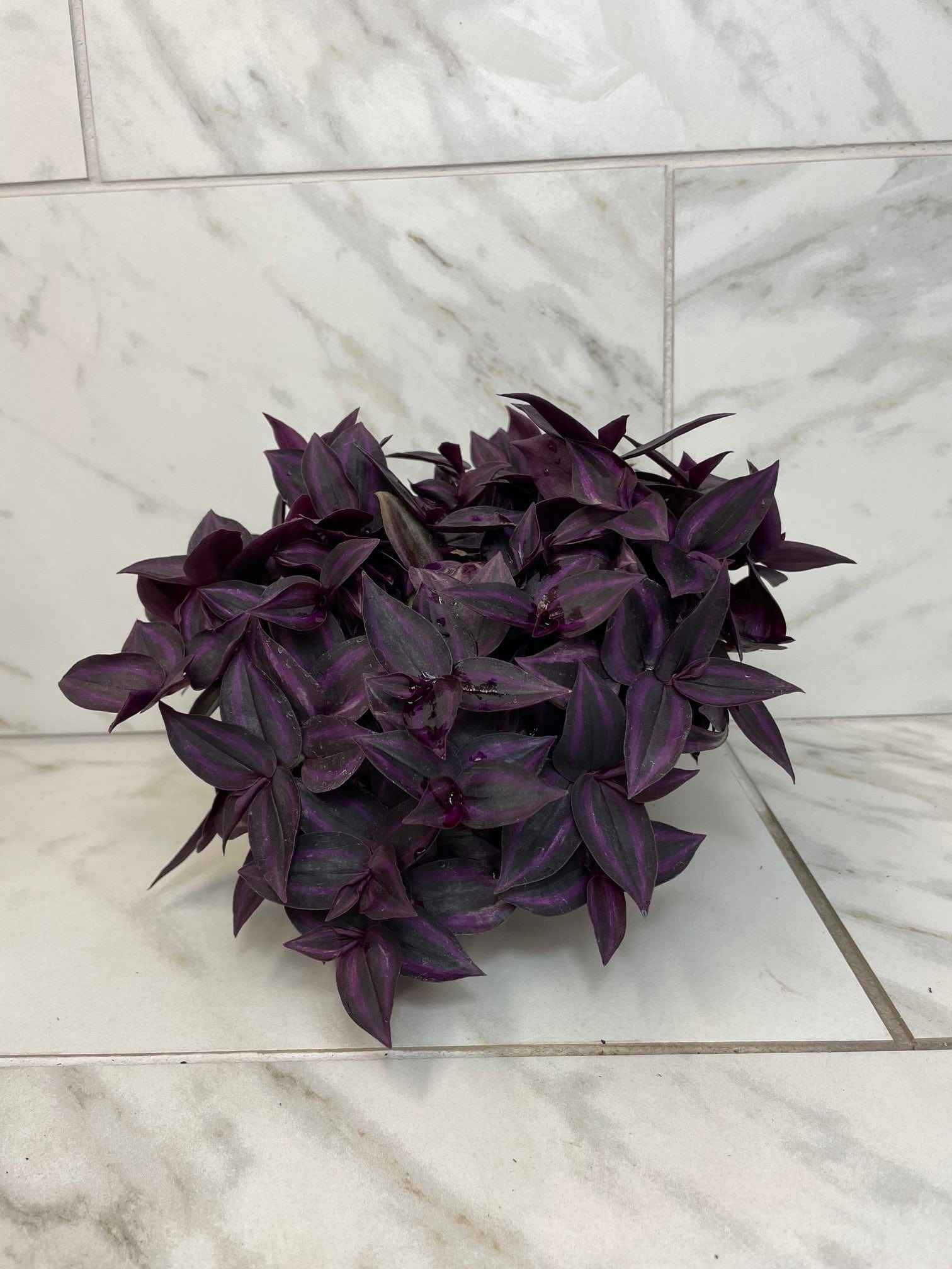Tradescantia Zebrina Red Mini, 6" Plant