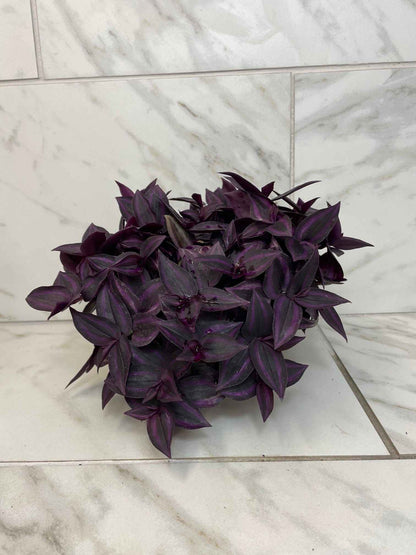 Tradescantia Zebrina Red Mini, 6" Plant