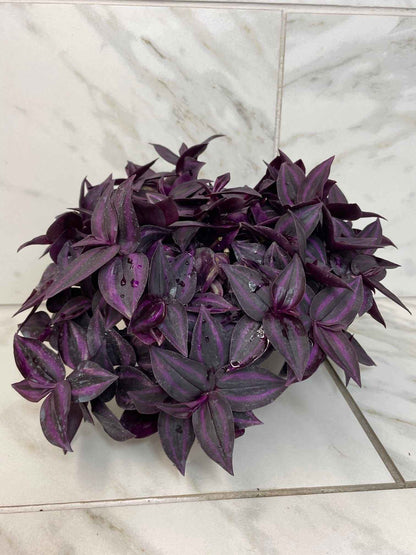 Tradescantia Zebrina Red Mini, 6" Plant