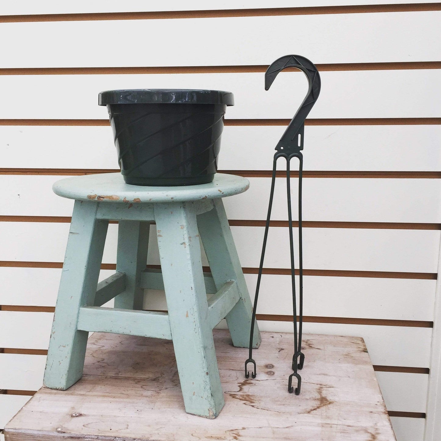 6" Growing Pot - Scholarly Exotics LLC