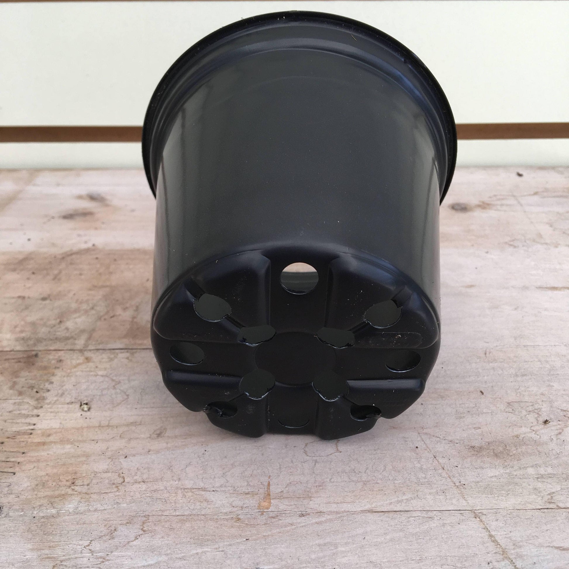 Starter Kit for 2 Large Plugs - Scholarly Exotics LLC