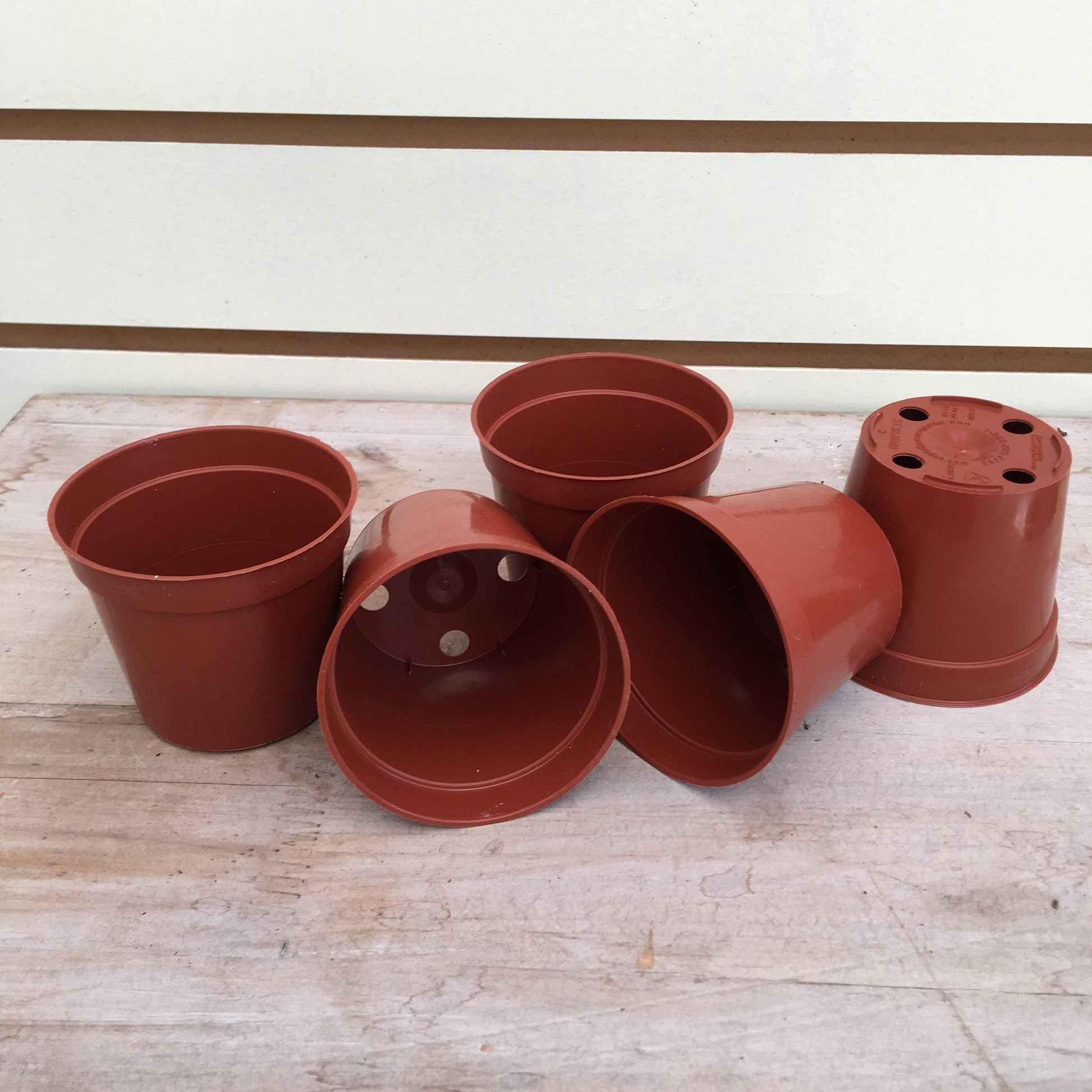 Starter Kit for 5 Small Plugs - Scholarly Exotics LLC