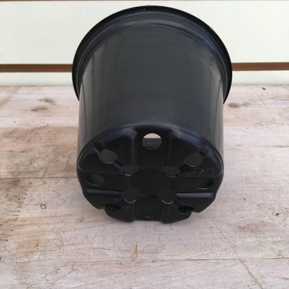 Starter Kit for Large Cuttings (2 Pots) - Scholarly Exotics LLC