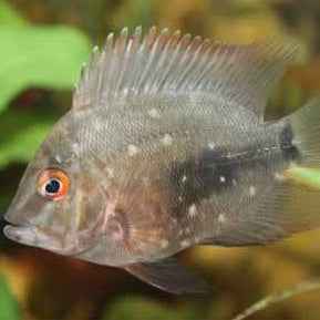Uaru cichlid (triangle cichlid)