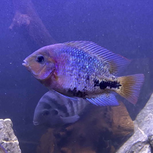 Synspilum cichlid (Vieja synspilum)