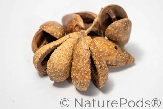Whole Pear Pods