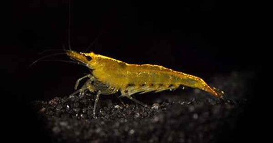 Yellow shrimp